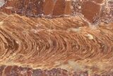 Polished Stromatolite (Jurusania) From Russia - Million Years #362935-1
